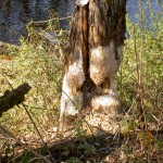 2015-11-01_Jagsttal_01