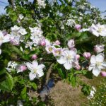 2017-04-12_kirchheim_04