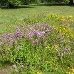 Naturschutzgebiet Volkmarsberg